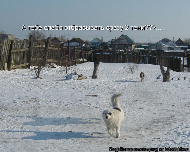 А тебе слабо отбрасывать сразу 2 тени???........ Котоматрица: А тебе слабо отбрасывать сразу 2 тени???.....
