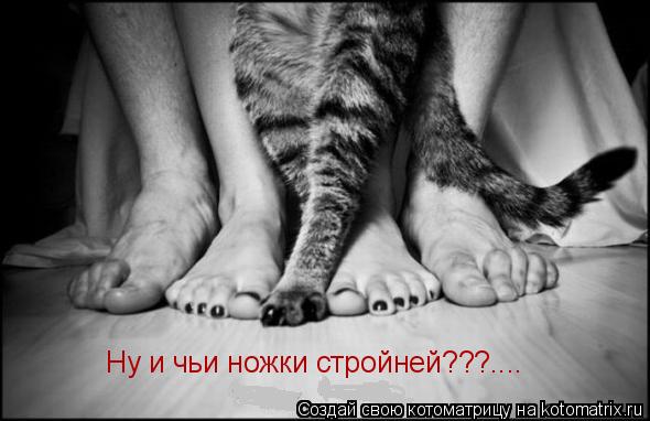 Ну и чьи ножки стройней???....... Котоматрица: Ну и чьи ножки стройней???....