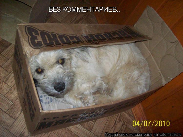 БЕЗ КОММЕНТАРИЕВ...... Котоматрица: БЕЗ КОММЕНТАРИЕВ...