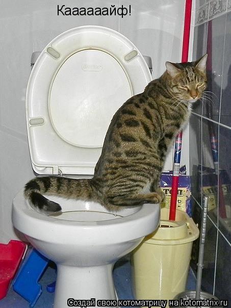 Каааааайф!... Котоматрица: Каааааайф!