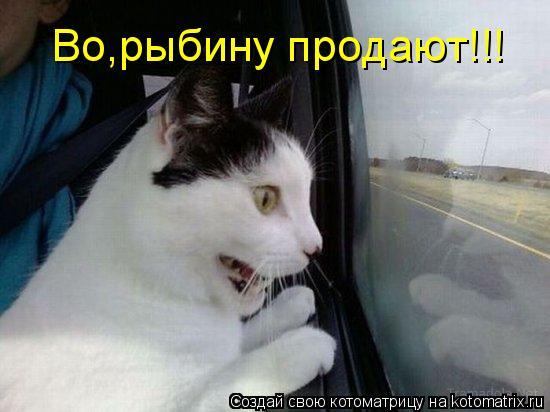 Во,рыбину продают!!!... Котоматрица: Во,рыбину продают!!!