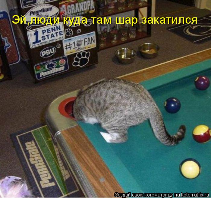 Эй,люди куда там шар закатился... Котоматрица: Эй,люди куда там шар закатился