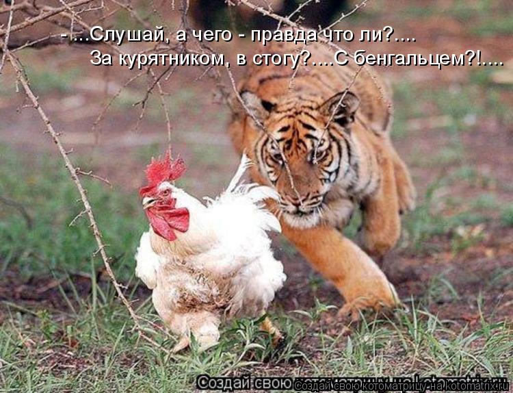 За курятником, в стогу?....С бенгальцем?!.... - ...Слушай, а чего - правда что ли?....... Котоматрица: За курятником, в стогу?....С бенгальцем?!.... - ...Слушай, а чего - правда что ли?....