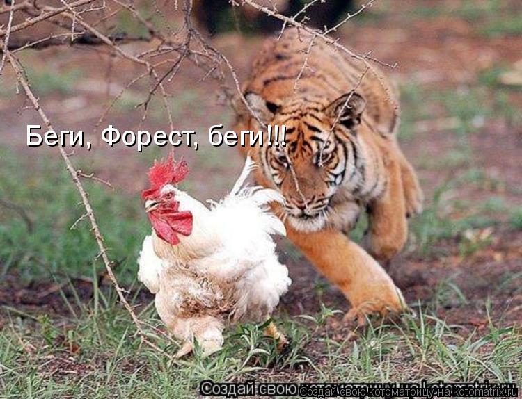 Беги, Форест, беги!!!... Котоматрица: Беги, Форест, беги!!!