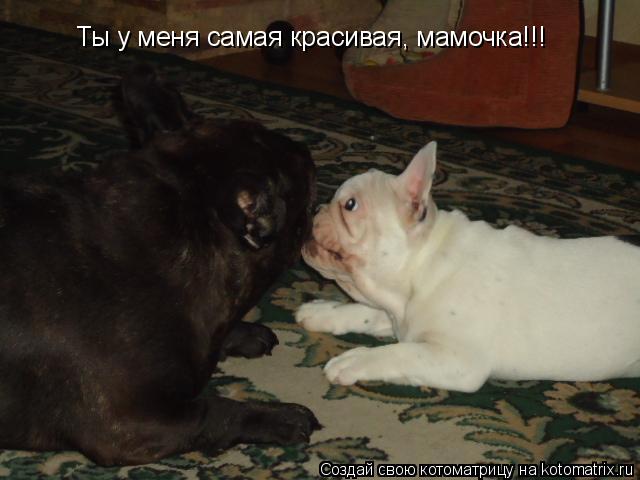 Ты у меня самая красивая, мамочка!!!... Котоматрица: Ты у меня самая красивая, мамочка!!!