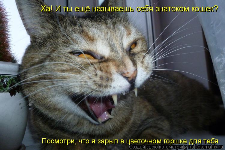 Ха! И ты ещё называешь себя знатоком кошек? Посмотри, что я зарыл в цветочном горшке для тебя... Котоматрица: Ха! И ты ещё называешь себя знатоком кошек? Посмотри, что я зарыл в цветочном горшке для тебя
