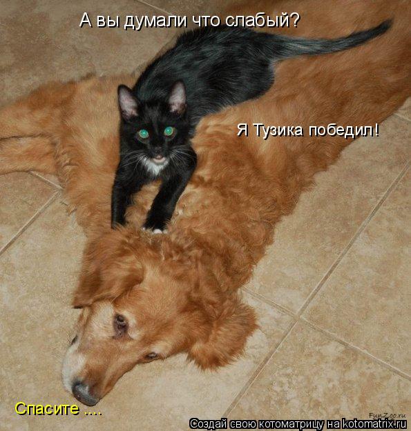 А вы думали что слабый? Я Тузика победил! Спасите ....... Котоматрица: А вы думали что слабый? Я Тузика победил! Спасите ....