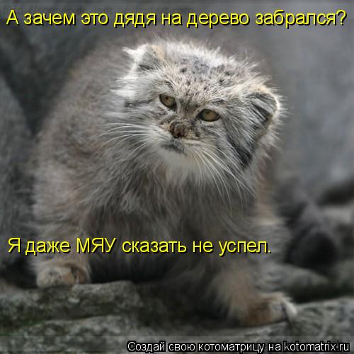 А зачем это дядя на дерево забрался? Я даже МЯУ сказать не успел.... Котоматрица: А зачем это дядя на дерево забрался? Я даже МЯУ сказать не успел.