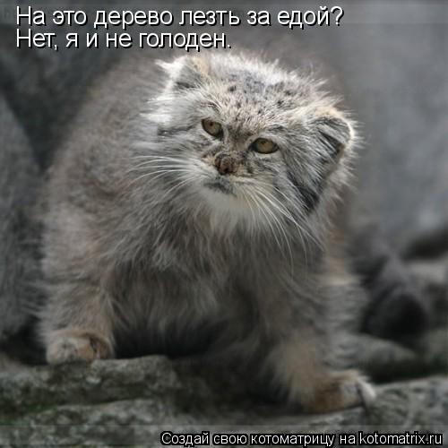 На это дерево лезть за едой? Нет, я и не голоден.... Котоматрица: На это дерево лезть за едой? Нет, я и не голоден.
