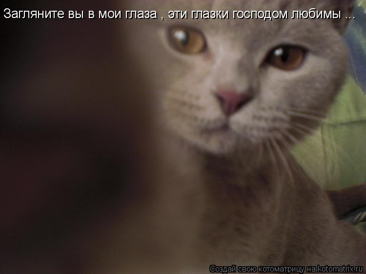 Загляните вы в мои глаза , эти глазки господом любимы ...... Котоматрица: Загляните вы в мои глаза , эти глазки господом любимы ...
