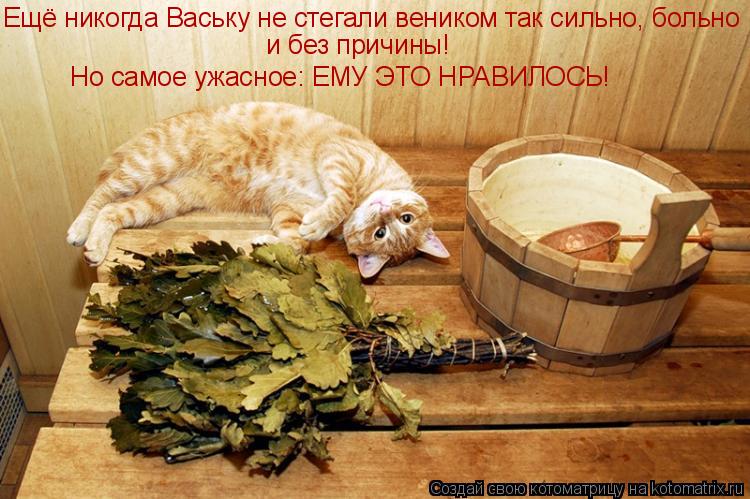 Котоматрица: Ещё никогда Ваську не стегали веником так сильно, больно и без причины! Но самое ужасное: ЕМУ ЭТО НРАВИЛОСЬ!