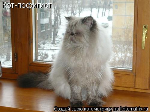 Кот-пофигист... Котоматрица: Кот-пофигист