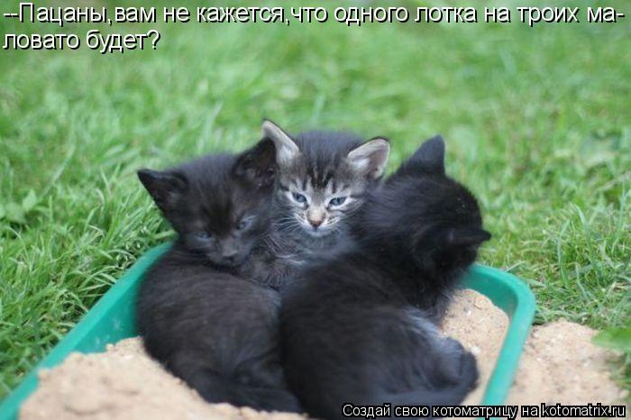 --Пацаны,вам не кажется,что одного лотка на троих ма- ловато будет?... Котоматрица: --Пацаны,вам не кажется,что одного лотка на троих ма- ловато будет?