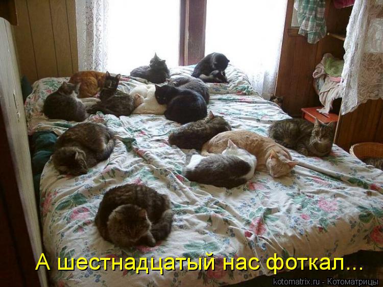 А шестнадцатый нас фоткал...... Котоматрица: А шестнадцатый нас фоткал...