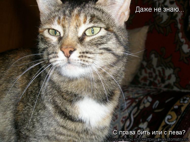 Даже не знаю... С права бить или с лева?... Котоматрица: Даже не знаю... С права бить или с лева?