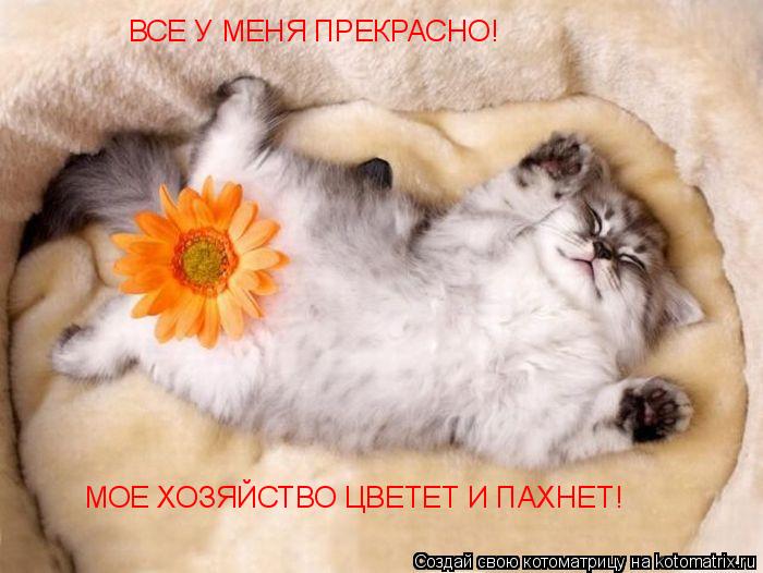 ВСЕ У МЕНЯ ПРЕКРАСНО! МОЕ ХОЗЯЙСТВО ЦВЕТЕТ И ПАХНЕТ!... Котоматрица: ВСЕ У МЕНЯ ПРЕКРАСНО! МОЕ ХОЗЯЙСТВО ЦВЕТЕТ И ПАХНЕТ!