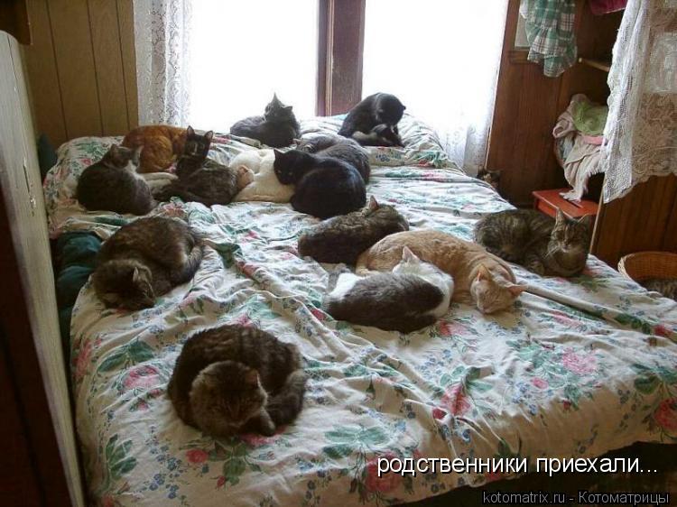 родственники приехали...... Котоматрица: родственники приехали...