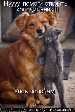 Нуууу, помоги открыть Нуууу, помоги открыть холодильник!!! Улов пополам!... Котоматрица: Нуууу, помоги открыть Нуууу, помоги открыть холодильник!!! Улов пополам!