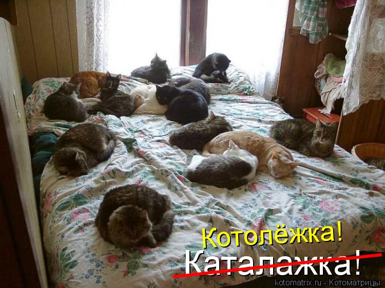 Каталажка! ___________ Котолёжка!... Котоматрица: Каталажка! ___________ Котолёжка!