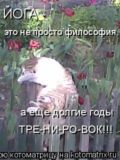 это не просто философия, ЙОГА - ЙОГА - а еще долгие годы ТРЕ-НИ-РО-ВОК!!!... Котоматрица: это не просто философия, ЙОГА - ЙОГА - а еще долгие годы ТРЕ-НИ-РО-ВОК!!!