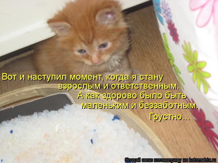 Вот и наступил момент, когда я стану взрослым и ответственным. А как здорово было быть маленьким и б... Котоматрица: Вот и наступил момент, когда я стану взрослым и ответственным. А как здорово было быть маленьким и беззаботным. Грустно...