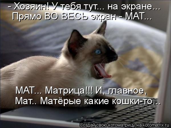 Котоматрица: - Хозяин! У тебя тут... на экране... Прямо ВО ВЕСЬ экран - МАТ... МАТ... Матрица!!! И, главное, Мат.. Матёрые какие кошки-то...