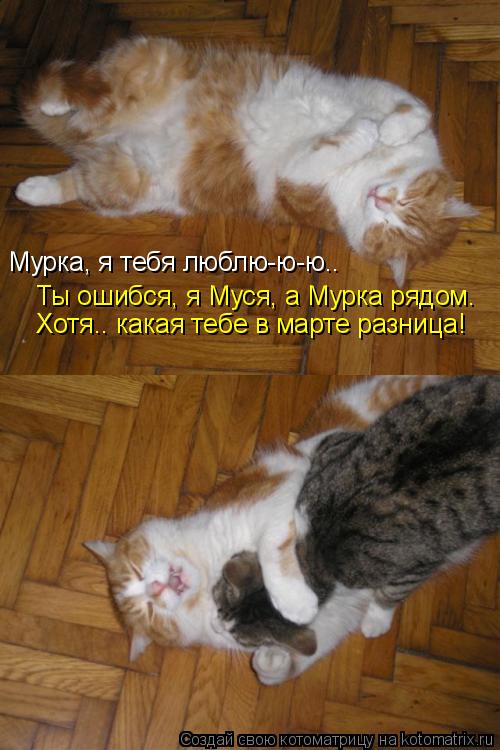 Мурка, я тебя люблю-ю-ю.. Ты ошибся, я Муся, а Мурка рядом. Хотя.. какая тебе в марте разница!... Котоматрица: Мурка, я тебя люблю-ю-ю.. Ты ошибся, я Муся, а Мурка рядом. Хотя.. какая тебе в марте разница!