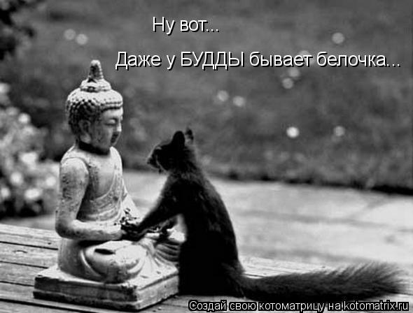 Ну вот... Даже у БУДДЫ бывает белочка...... Котоматрица: Ну вот... Даже у БУДДЫ бывает белочка...