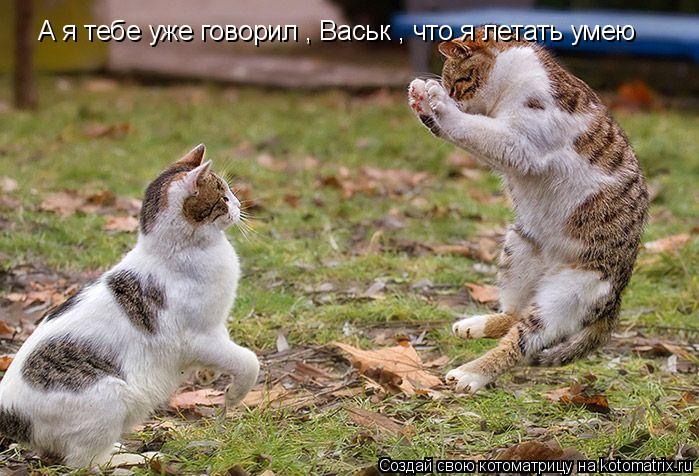 А я тебе уже говорил , Васьк , что я летать умею... Котоматрица: А я тебе уже говорил , Васьк , что я летать умею