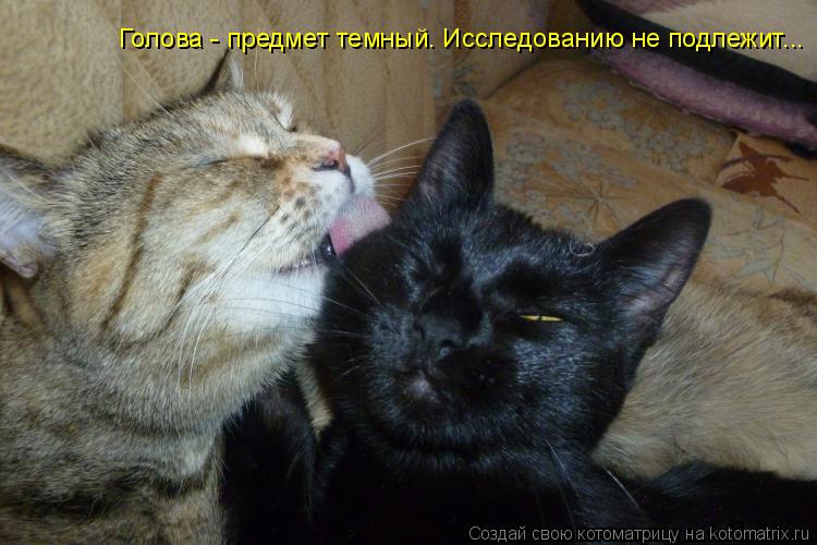 Голова - предмет темный. Исследованию не подлежит...... Котоматрица: Голова - предмет темный. Исследованию не подлежит...
