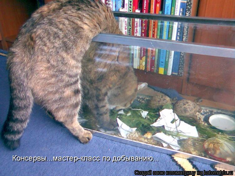 Консервы...мастер-класс по добыванию...... Котоматрица: Консервы...мастер-класс по добыванию...
