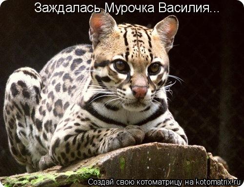 Заждалась Мурочка Василия...... Котоматрица: Заждалась Мурочка Василия...