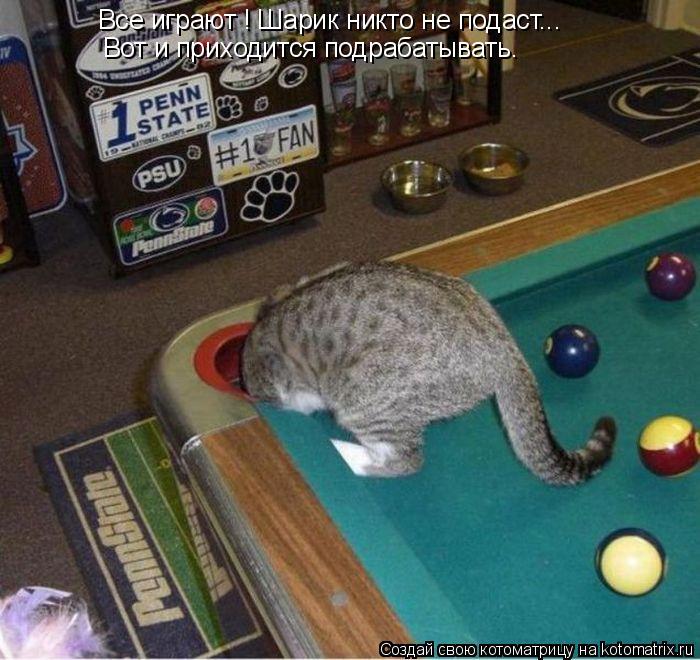 Все играют ! Шарик никто не подаст... Вот и приходится подрабатывать.... Котоматрица: Все играют ! Шарик никто не подаст... Вот и приходится подрабатывать.
