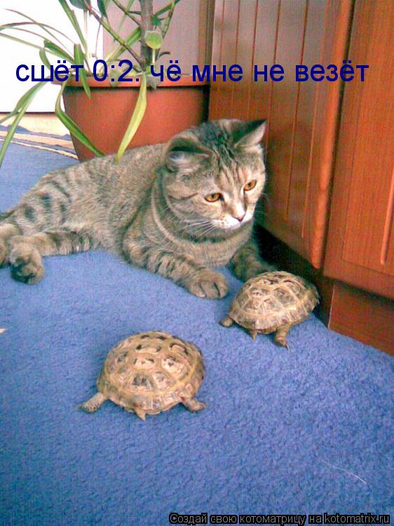 сшёт 0:2. чё мне не везёт... Котоматрица: сшёт 0:2. чё мне не везёт
