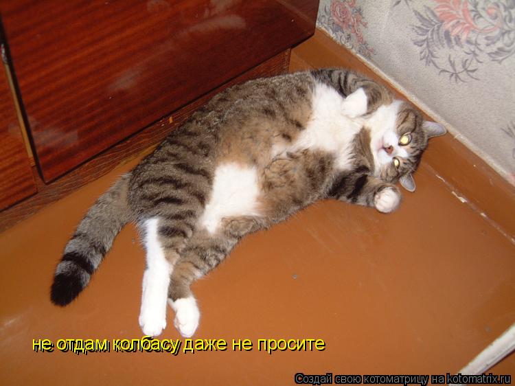 не отдам колбасу не отдам колбасу даже не просите... Котоматрица: не отдам колбасу не отдам колбасу даже не просите