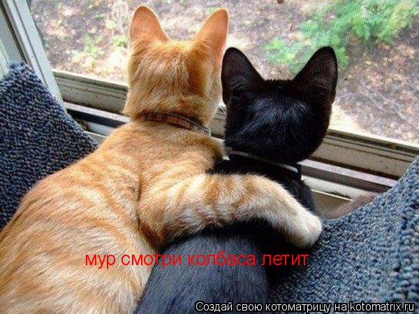 мур смотри колбаса летит... Котоматрица: мур смотри колбаса летит