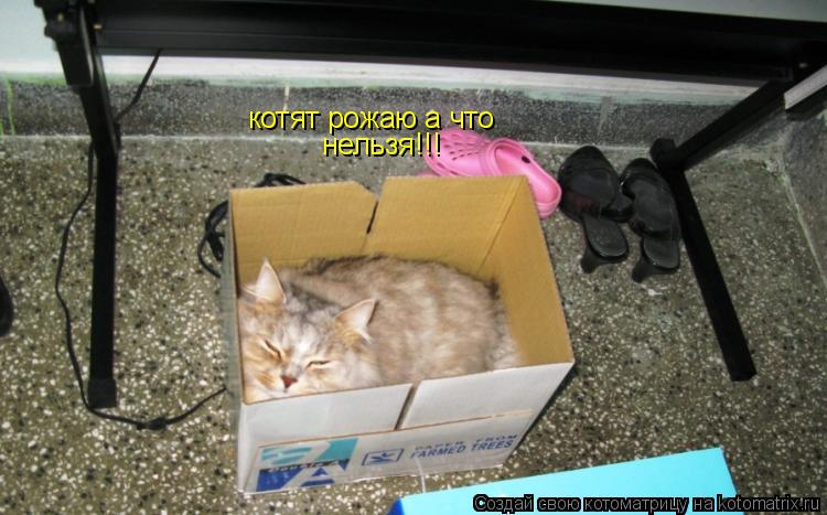 котят рожаю а что нельзя!!!... Котоматрица: котят рожаю а что нельзя!!!
