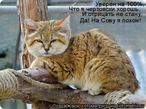 Уверен на 100%, Что я чертовски хорошь, И отрицать не стану, Да! На Сову я похож!... Котоматрица: Уверен на 100%, Что я чертовски хорошь, И отрицать не стану, Да! На Сову я похож!