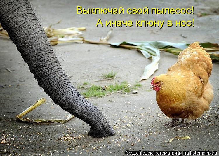 Выключай свой пылесос! А иначе клюну в нос!... Котоматрица: Выключай свой пылесос! А иначе клюну в нос!
