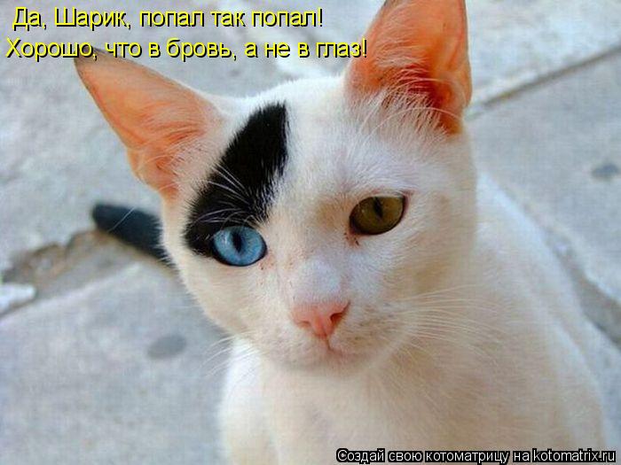 Да, Шарик, попал так попал! Хорошо, что в бровь, а не в глаз!... Котоматрица: Да, Шарик, попал так попал! Хорошо, что в бровь, а не в глаз!
