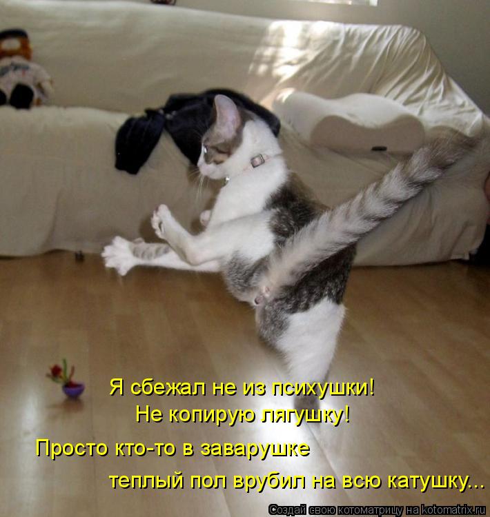 Я сбежал не из психушки! Не копирую лягушку! Просто кто-то в заварушке теплый пол врубил на всю ка... Котоматрица: Я сбежал не из психушки! Не копирую лягушку! Просто кто-то в заварушке теплый пол врубил на всю катушку...