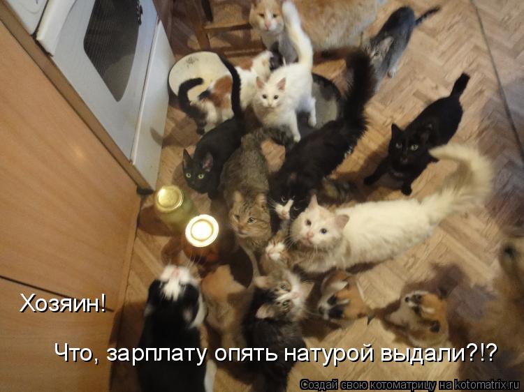 Хозяин! Что, зарплату опять натурой выдали?!?... Котоматрица: Хозяин! Что, зарплату опять натурой выдали?!?