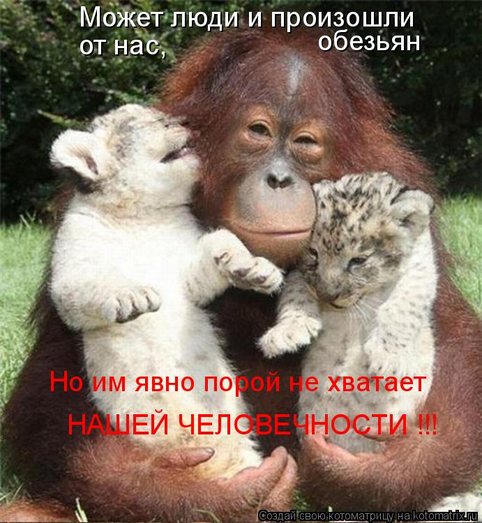 Может люди и произошли от нас, обезьян Но им явно порой не хватает НАШЕЙ ЧЕЛОВЕЧНОСТИ !!!... Котоматрица: Может люди и произошли от нас, обезьян Но им явно порой не хватает НАШЕЙ ЧЕЛОВЕЧНОСТИ !!!