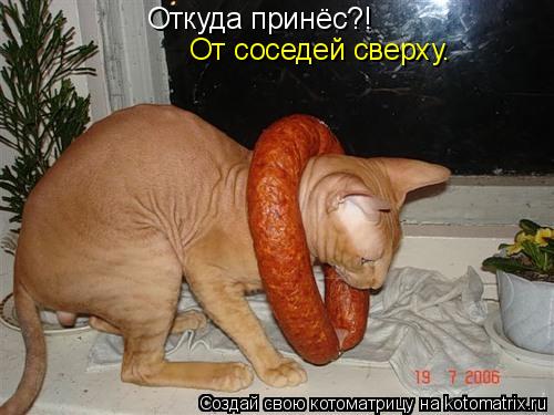 Откуда принёс?! От соседей сверху.... Котоматрица: Откуда принёс?! От соседей сверху.