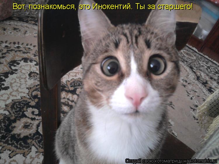 Вот, познакомься, это Инокентий. Ты за старшего!... Котоматрица: Вот, познакомься, это Инокентий. Ты за старшего!