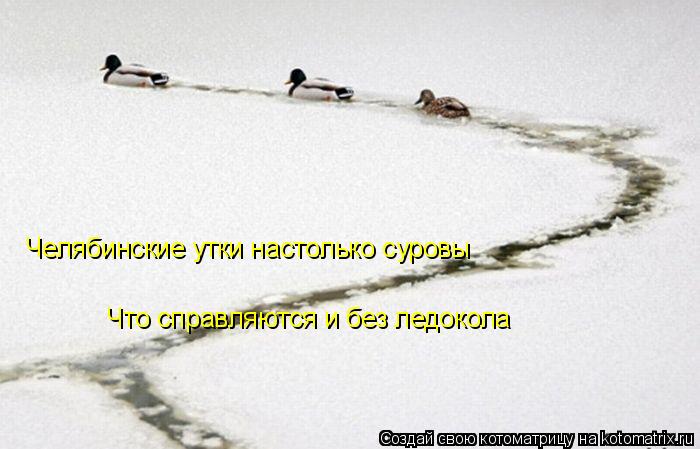 Челябинские утки настолько суровы Что справляются и без ледокола... Котоматрица: Челябинские утки настолько суровы Что справляются и без ледокола