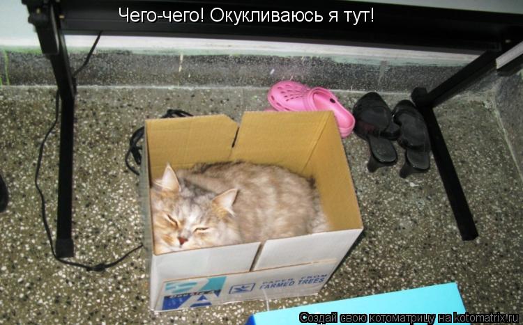 Чего-чего! Окукливаюсь я тут!... Котоматрица: Чего-чего! Окукливаюсь я тут!