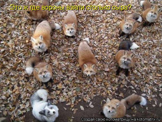 Это ж где вороны взяли столько сыра?... Котоматрица: Это ж где вороны взяли столько сыра?