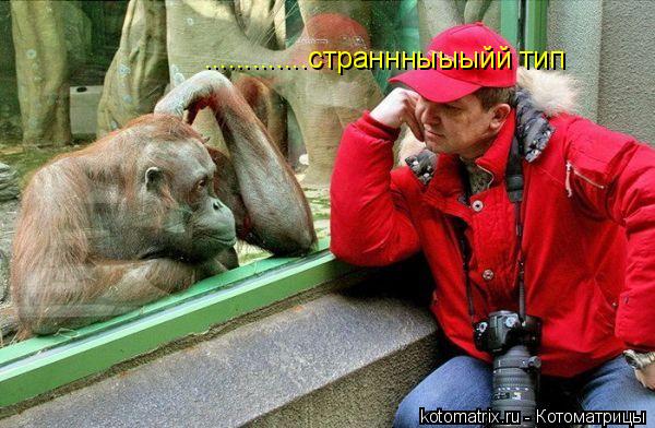 .............страннныыыйй тип... Котоматрица: .............страннныыыйй тип