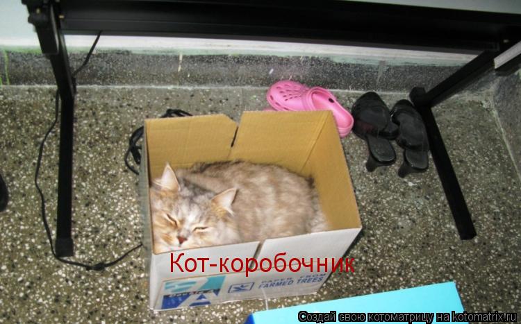 Кот-коробочник... Котоматрица: Кот-коробочник